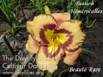 Daylily Beauté Rare